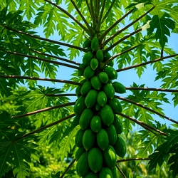 Native Papaya Seeds , Nattu Pappali Seeds, Country Variety