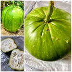 Vari Surai (Lined Bottle Gourd) – Rare Heirloom Variety