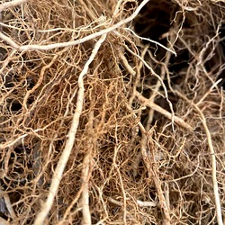 Vettiver Root | Natural Cooling Grass for Aromatherapy , Wellness
