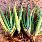 Aloe Vera Plant, Gritkumari, Sotru Katralai, Aloe barbadensis Miller