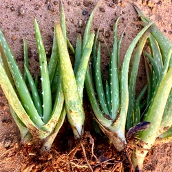 Aloe Vera Plant, Gritkumari, Sotru Katralai, Aloe barbadensis Miller