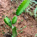 Dragon Fruit Plant (Pitaya) - Night-Blooming Cactus