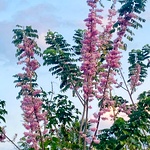 Border Plant Giliricidia Stems (Urakkondrai)