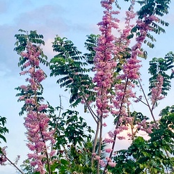 Border Plant Giliricidia Stems (Urakkondrai)