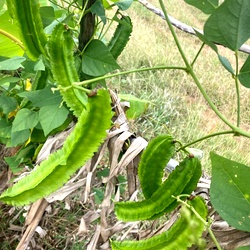 Winged Beans Green, Pachai Siragu Avarai Seeds