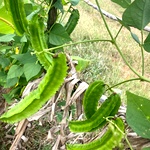 Winged Beans Green, Pachai Siragu Avarai Seeds