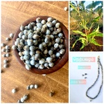 Nerpavalam Natural Jewel, Jobs tears Millet, adlay grains, Vaijeyanti Seed for Beads