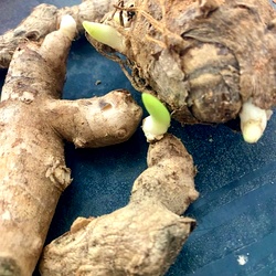 Kasturi Manjal White Seeds, Haldi / Wild Turmeric , Turmeric Rhizome Seeds