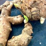 Kasturi Manjal White Seeds, Haldi / Wild Turmeric , Turmeric Rhizome Seeds