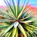 Eetti Kattralai Plant | Agave Plant Image | Herbal & Medicinal Uses