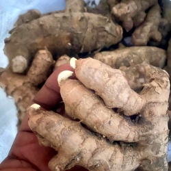 Maa Inji, Mango Ginger, Aam Haldi