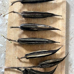 Mara Vendai Seed, Tree Ladies Finger Seed