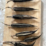 Mara Vendai Seed, Tree Ladies Finger Seed