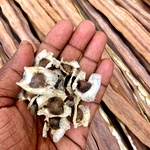 Murungai Seed, Moringa Easy Grow