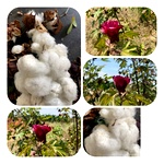 Rare Red Cotton – Chembaruthi Paruthi | Traditional Native Cotton Variety