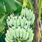 Gray Banana rhizome, Sambal Peyan Banana Sucker / Native Plant