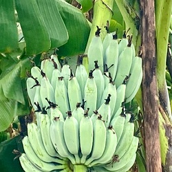 Gray Banana rhizome, Sambal Peyan Banana Sucker / Native Plant