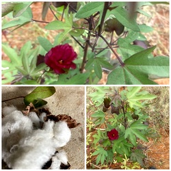 Gossypium arboreum L Seeds | Sivappu Paruthi | Red Cotton Seeds, Semparuthi