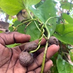 Rare Vetrilai Valli Kilangu, Air Potato, Air Yam, Bitter Yam, Cheeky Yam, Potato Yam, Aerial Yam