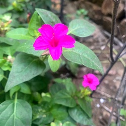 Anthimanthaarai Seeds - Rose Variety (Four O’Clock Plant / Mirabilis jalapa / Chandrakanthi) - Fragrant Night-Blooming Heirloom