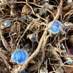 Karumanjal (Black Turmeric) - Rare Medicinal Rhizome