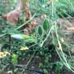 White Wild Musk Mallow Seeds (Abelmoschus ficulneus / Kattu Vendai / Jangli Bhindi) - Rare Heirloom Medicinal & Fiber Plant