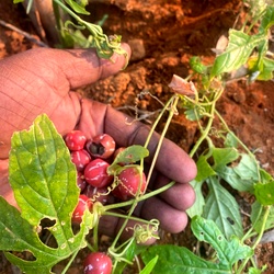 Linga Kovai Seeds, Shivlingi Beej, Diplocyclos palmatus, Aivirali, Shivalingi, Native Bryony, Marble Vine, Sacred Fertility Seeds