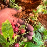 Linga Kovai Seeds, Shivlingi Beej, Diplocyclos palmatus, Aivirali, Shivalingi, Native Bryony, Marble Vine, Sacred Fertility Seeds