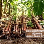 நேந்திரன் வாழை கட்டை (வாழை கன்று) -  Nendran Banana Suckers - Parcel Service