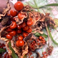 Gloriosa Superba Seeds (Senganthal / Flame Lily) - High Colchicine