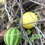 Siru Kumutti Kai Seeds (Wild Melon / Peikummatti / Indravaruni / Indrayan) - 100% Organic Heirloom Medicinal Seeds