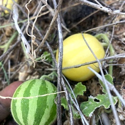 Siru Kumutti Kai Seeds (Wild Melon / Peikummatti / Indravaruni / Indrayan) - 100% Organic Heirloom Medicinal Seeds