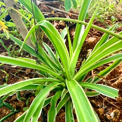 Spider Plant Online | Pet-Friendly & Air-Purifying Indoor Plant