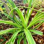 Spider Plant Online | Pet-Friendly & Air-Purifying Indoor Plant