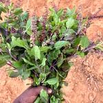 Karunthulasi (Krishna Tulsi/Black Holy Basil)