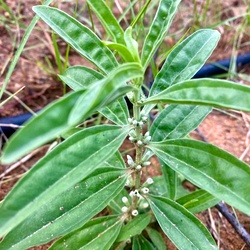Vellarugu, Arukumuli, Chakkiraviraiyantan, Indian Whitehead, Swallow Wort Plant