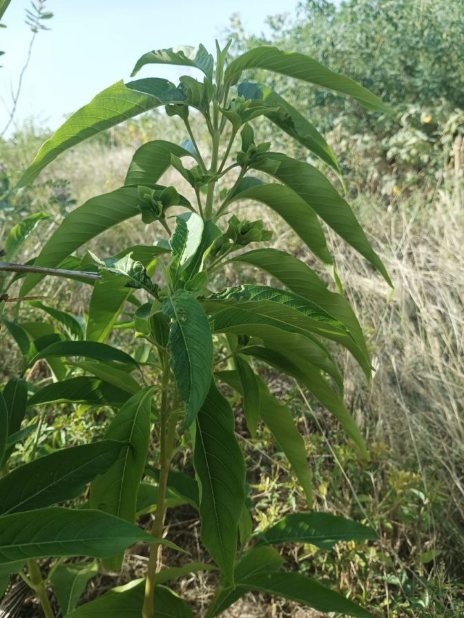 Aada Thodai Plant Cutting | Malabar Nut Plant