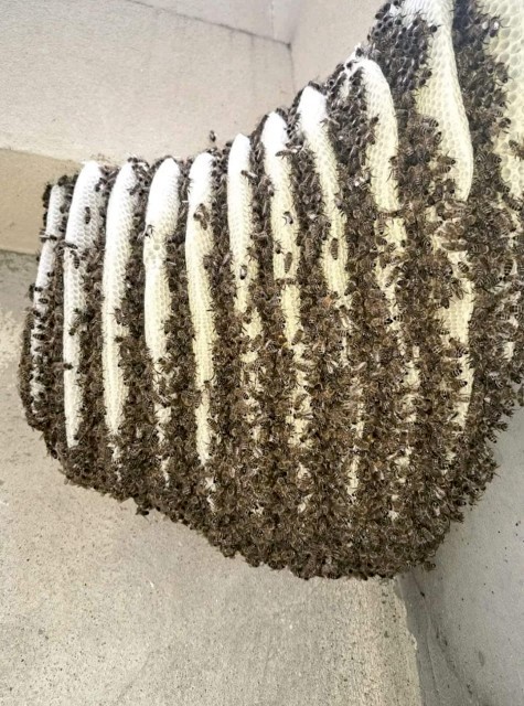 Adukku then | Wall Honey