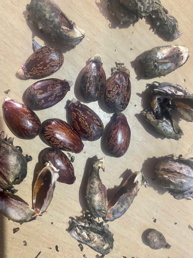 Castor Seeds | Amanakku