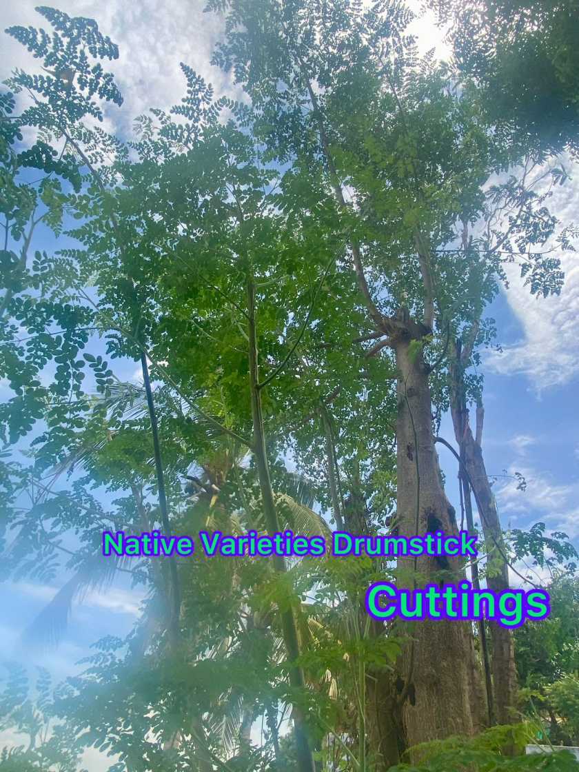 Country (Native) Variety Drumstick Cuttings, Moringa | Murungai Nadu
