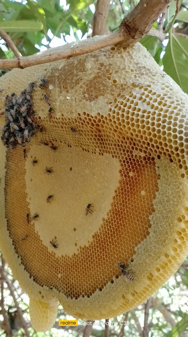 Raw Hill Honey | Malai then | Unprocessed High Polen