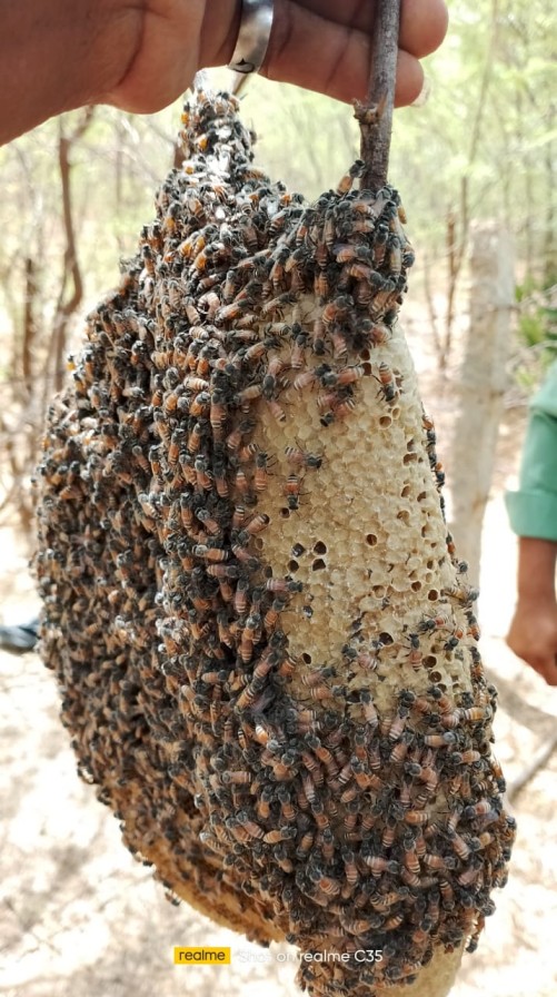 Kombu Honey with Pollen