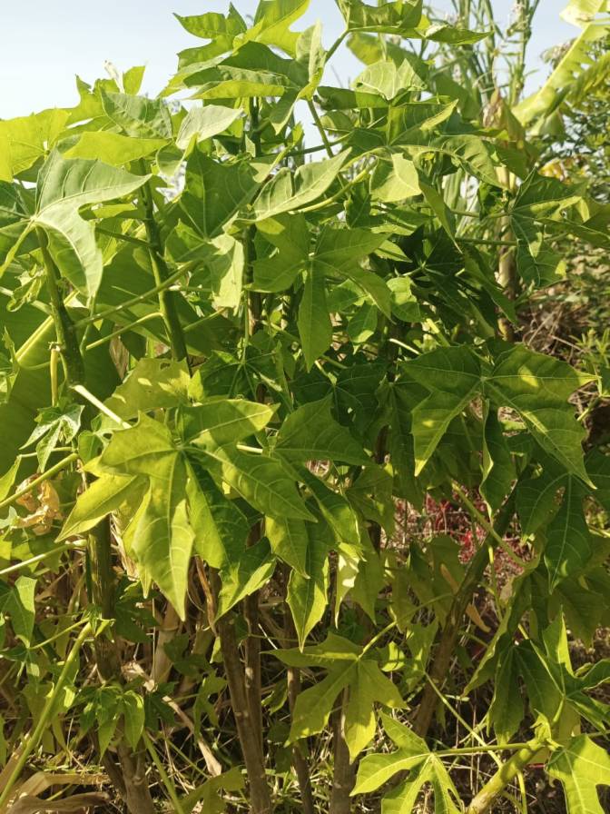 Mayan Keerai, Chaya Mansa, Mexican Spinach Cuttings