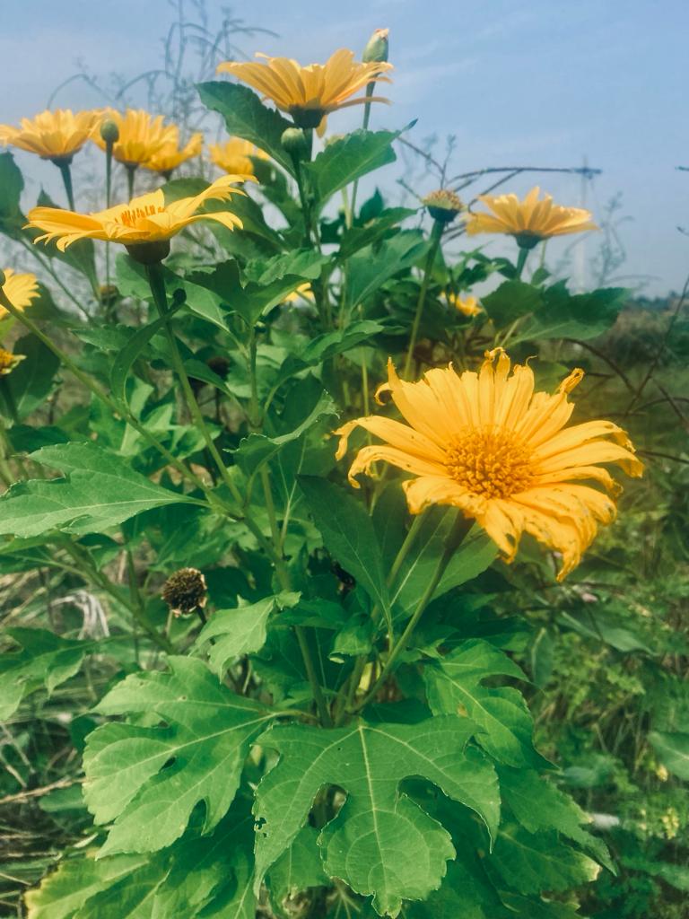 Mexican Sunflower Cuttings| Forest Sunflower