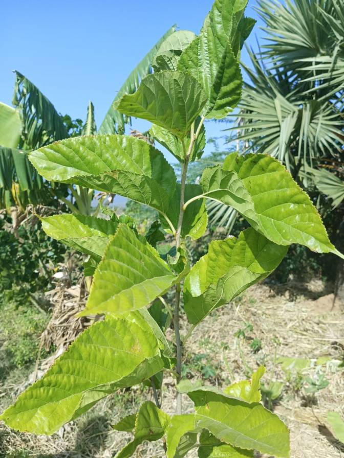 Mulberry Plant Cuttings | Morus