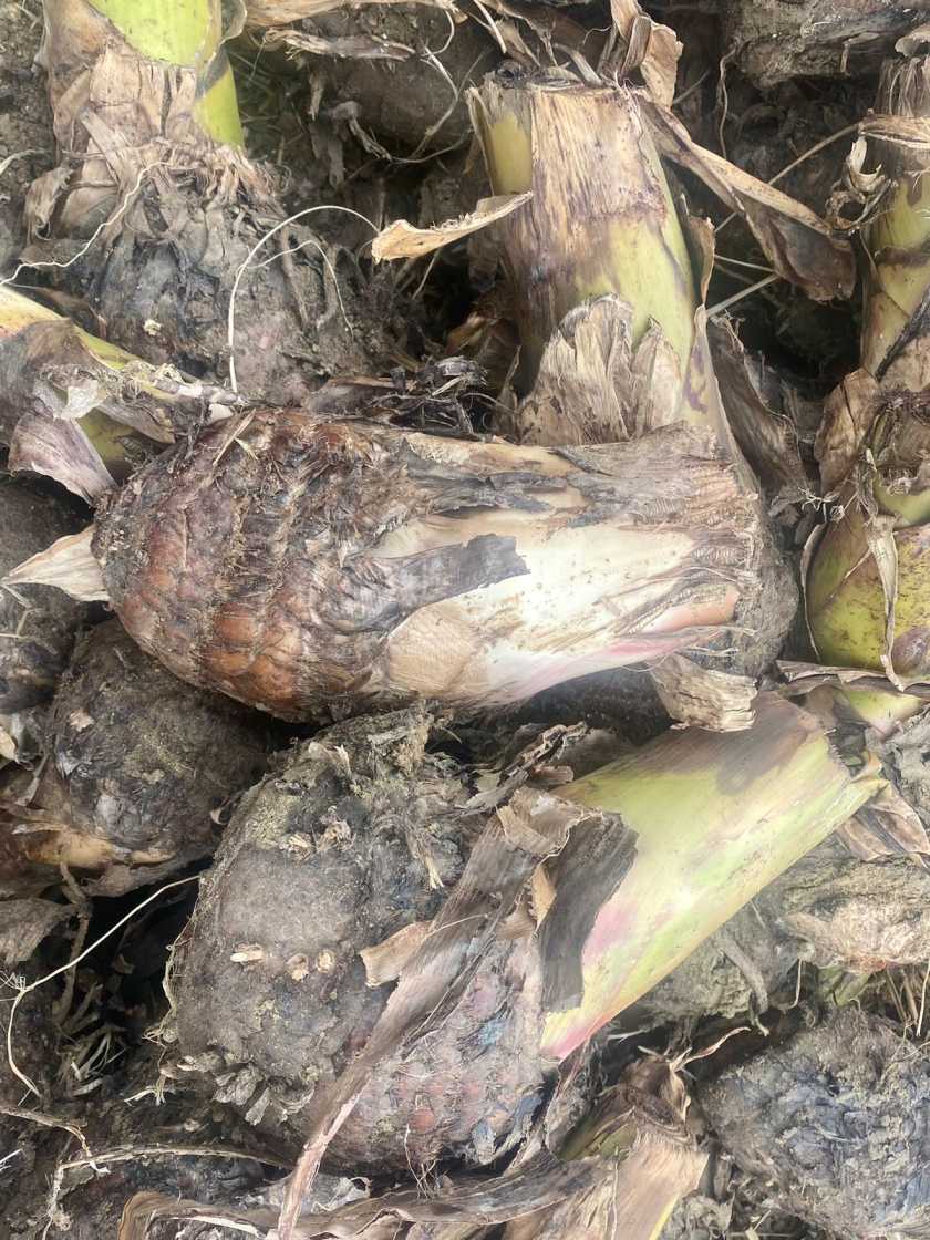 Nendran Banana Plant Sucker | Kerala Chips Banana | Country Variety Rhizome