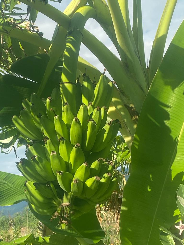 Country Banana Plant / Peyan Nadu / Bajji Banana, Healthy suckers grow easy, Tirunelveli Native Variety