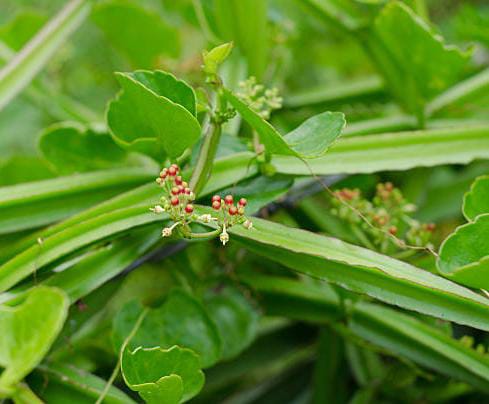 Pirandai Plant, Adamant creeper, Ajoom Hadjode, Veldt grape