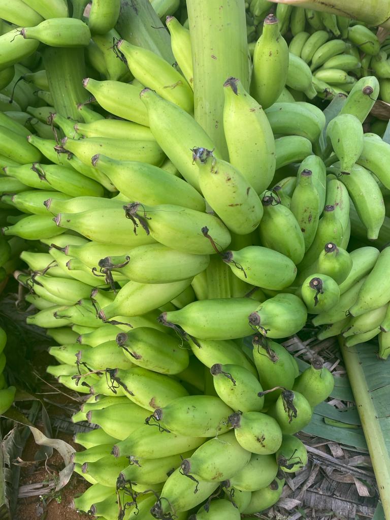 Rasakathali Banana Plant (Dwarf Cavendish bananas sucker)