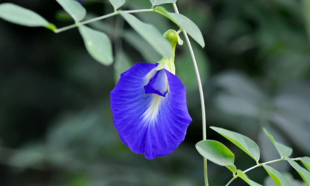 Blue Sangu Poo Seeds